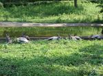 カンガル@@.jpg